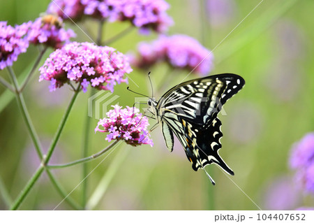 アゲハチョウ(Swallowtail butterfly) 104407652
