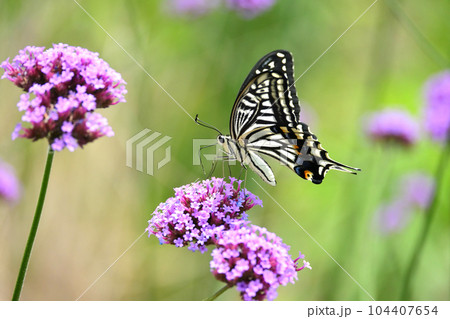 アゲハチョウ(Swallowtail butterfly) 104407654