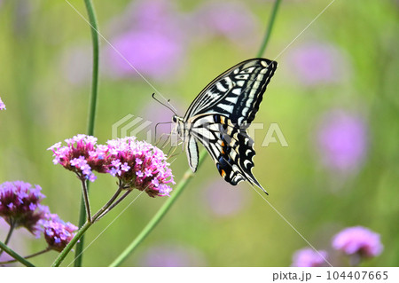 アゲハチョウ(Swallowtail butterfly) 104407665