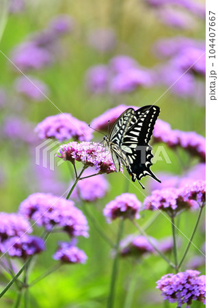 アゲハチョウ(Swallowtail butterfly) アゲハチョウ(Swallowtail butterfly) 104407667