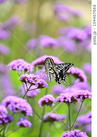 アゲハチョウ(Swallowtail butterfly) アゲハチョウ(Swallowtail butterfly) 104407668