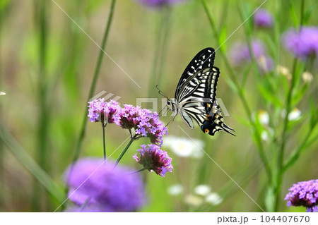 アゲハチョウ(Swallowtail butterfly) 104407670