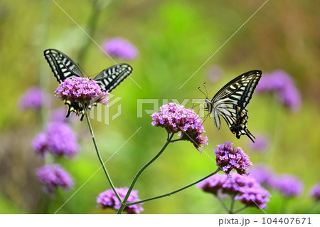 アゲハチョウ(Swallowtail butterfly) 104407671