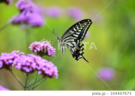 アゲハチョウ(Swallowtail butterfly) 104407673