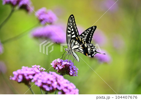 アゲハチョウ(Swallowtail butterfly) 104407676
