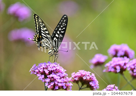 アゲハチョウ(Swallowtail butterfly) 104407679