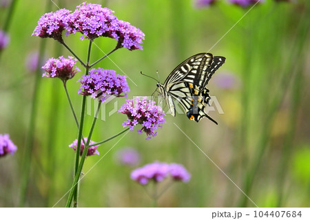 アゲハチョウ(Swallowtail butterfly) 104407684