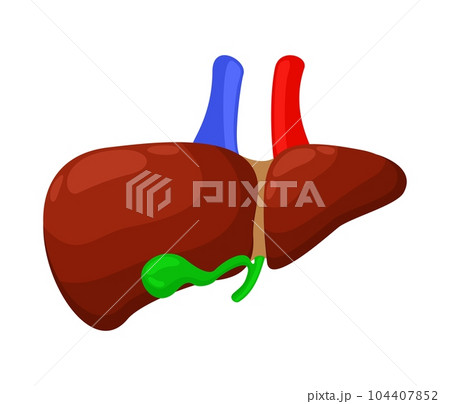 Liver and gall bladder. Vector isolated illustration. 104407852