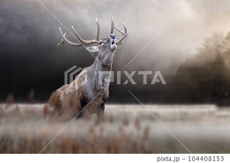 Red deer roaring in autumn lake. Animal in nature habitat. Big mammal. Wildlife scene Red deer roaring in autumn lake. Animal in nature habitat. Big mammal. Wildlife scene 104408153
