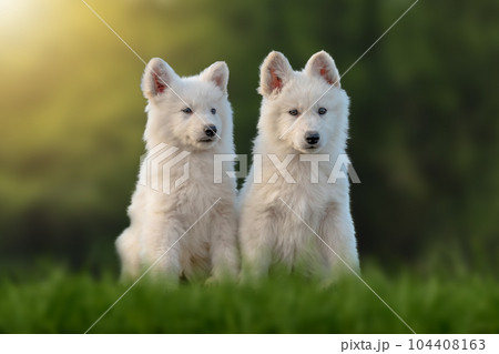 Puppy cute White Swiss Shepherd dog portrait on meadow Puppy cute White Swiss Shepherd dog portrait on meadow 104408163