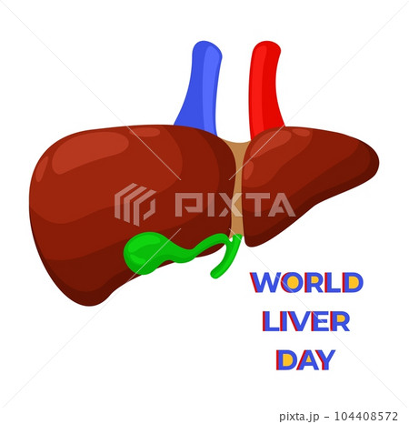 World Liver Day. Liver and gall bladder. Vector isolated illustration with lettering. World Liver Day. Liver and gall bladder. Vector isolated illustration with lettering. 104408572