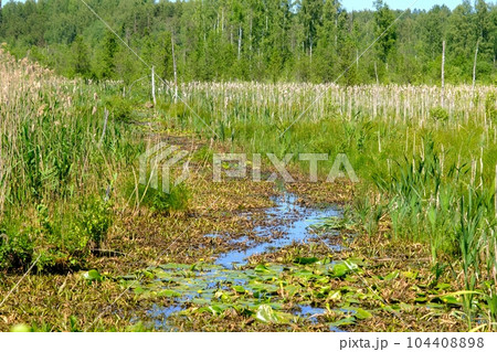 Hot summer, very little rain. the swamp channel remains without water. various aquatic plants grow along the edge 104408898