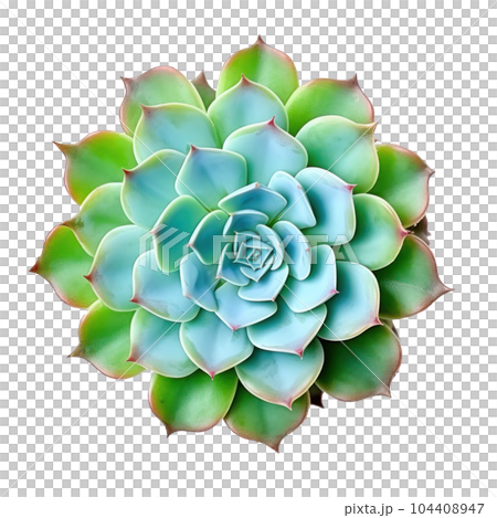 Echeveria plant without pots isolated. Illustration AI Generative 104408947