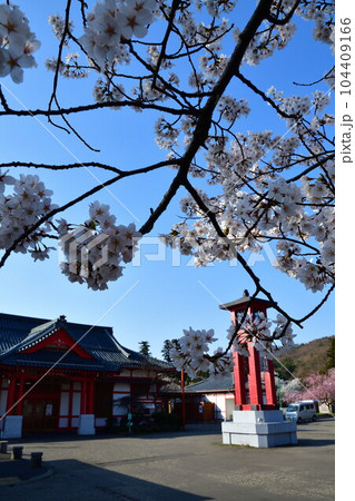 弥彦公園の桜（新潟県） 104409166
