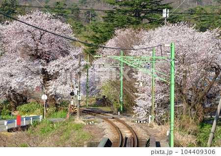 弥彦駅の桜（新潟県） 104409306