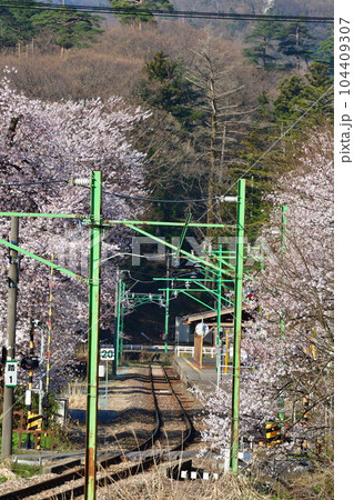 弥彦駅の桜（新潟県） 104409307