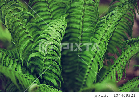 Background of fern leaves. Close-up of dark green fern leaves growing in the forest. Part of the large leaves. High quality photo Background of fern leaves. Close-up of dark green fern leaves growing in the forest. Part of the large leaves. High quality photo 104409321