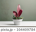 House plant in pot, isolated in white bright background, decorative indoor plant, AI generated image 104409784