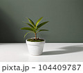 House plant in pot, isolated in white bright background, decorative indoor plant, AI generated image 104409787