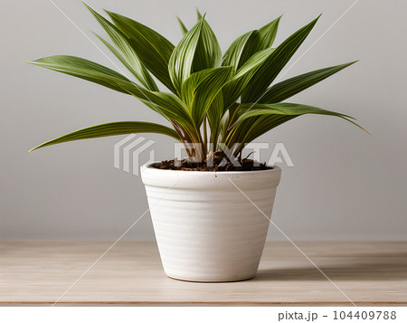 House plant in pot, isolated in white bright background, decorative indoor plant, AI generated image 104409788