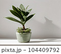 House plant in pot, isolated in white bright background, decorative indoor plant, AI generated image 104409792