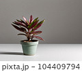 House plant in pot, isolated in white bright background, decorative indoor plant, AI generated image 104409794