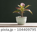 House plant in pot, isolated in white bright background, decorative indoor plant, AI generated image 104409795