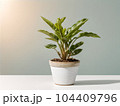 House plant in pot, isolated in white bright background, decorative indoor plant, AI generated image 104409796