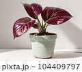 House plant in pot, isolated in white bright background, decorative indoor plant, AI generated image 104409797