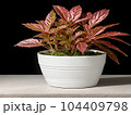 House plant in pot, isolated in white bright background, decorative indoor plant, AI generated image 104409798