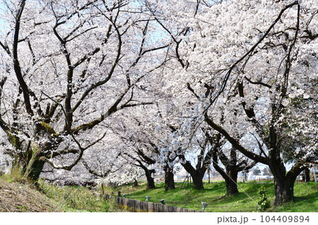 新江の桜(新潟県) 新江の桜(新潟県) 104409894