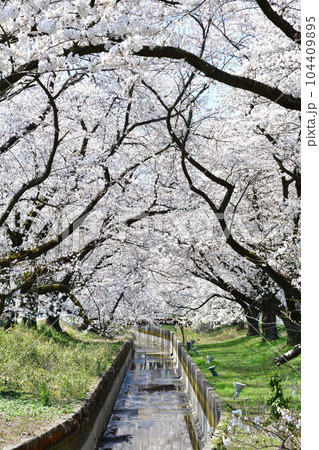 新江の桜(新潟県) 新江の桜(新潟県) 104409895