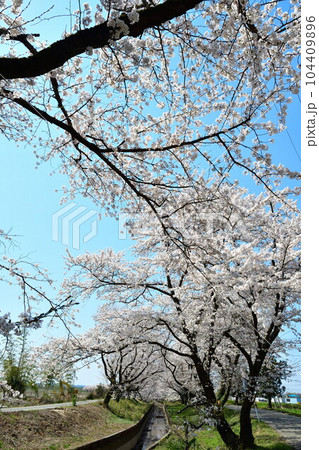 新江の桜(新潟県) 新江の桜(新潟県) 104409896