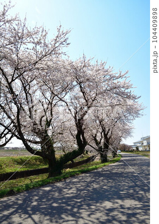 新江の桜(新潟県) 新江の桜(新潟県) 104409898