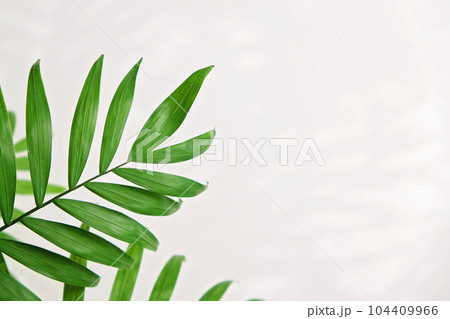 green palm leaf branches on white background. flat green palm leaf branches on white background. flat 104409966