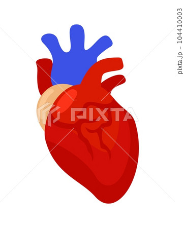 Vector isolated illustration of anatomical heart. Vector isolated illustration of anatomical heart. 104410003