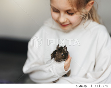 Little girl playing with small animal degu squirrel. 104410570