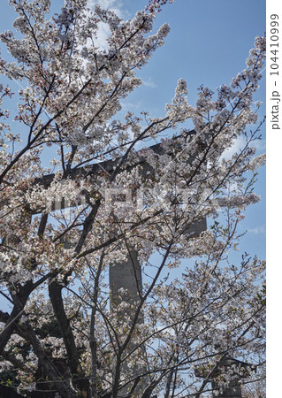 豊国廟の桜 豊国廟の桜 104410999