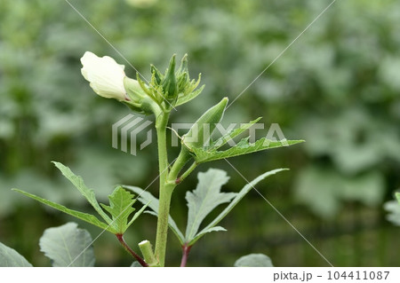 オクラの実 花 葉 オクラの実 花 葉 104411087