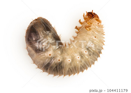 Larva of a may beetle isolated on a white background. Larva of cockchafer Larva of a may beetle isolated on a white background. Larva of cockchafer 104411179