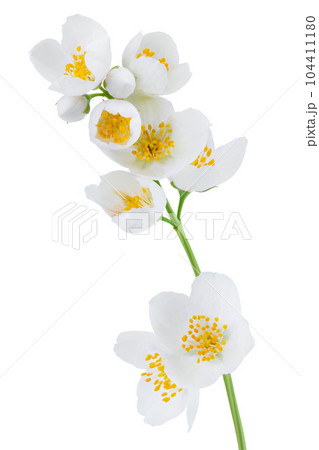 Jasmine flowers isolated on white background with full depth of field 104411180