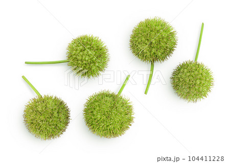 fruit of sycamore plane tree isolated on white bacground. Top view. Flat lay 104411228