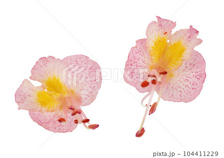 Aesculus x carnea or red horse chestnut isolated on white background. Top view. Flat lay 104411229
