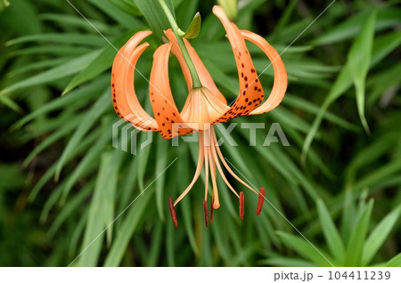 コオニユリの花 コオニユリの花 104411239