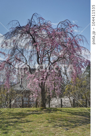 智積院の桜 104411535