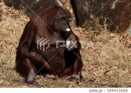 雪を食べるメスのオランウータン 104411688