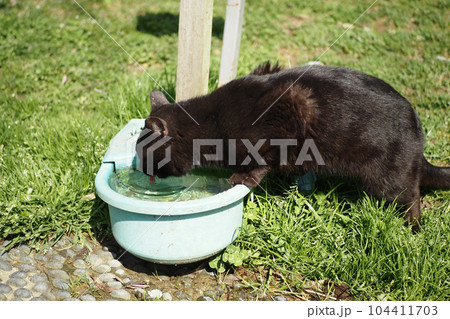 black color Cat drinks clean water from water dispenser black color Cat drinks clean water from water dispenser 104411703