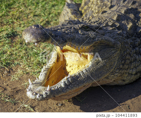 Old large crocodile demonstrates and ventilates an open mouth with predatory and broken teeth. 104411893