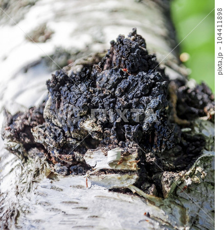Medicinal birch mushroom chaga or Tinder mown is species of fungi of genus Inonotus of Basidiomycetes department. 104411898