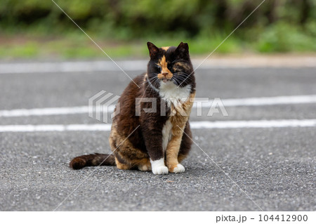 太った三毛猫 太った三毛猫 104412900